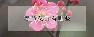 春节花卉有哪些,第1图