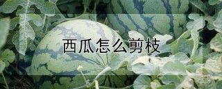 西瓜怎么剪枝,第1图