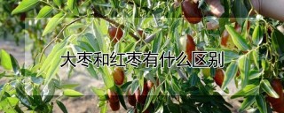 大枣和红枣有什么区别,第1图