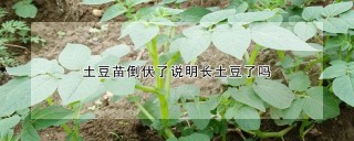 土豆苗倒伏了说明长土豆了吗,第1图