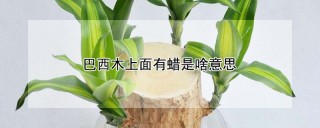 巴西木上面有蜡是啥意思,第1图