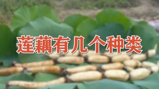 莲藕有几个种类,第1图