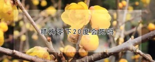 腊梅零下20度会死吗,第1图