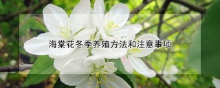 海棠花冬季养殖方法和注意事项,第1图