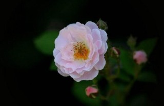 蔷薇花的功效和作用，清热祛暑又和胃,第5图
