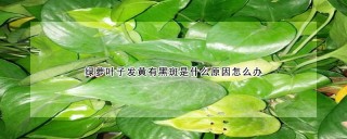 绿萝叶子发黄有黑斑是什么原因怎么办,第1图