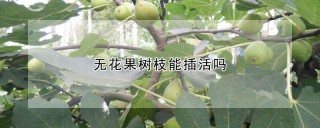 无花果树枝能插活吗,第1图