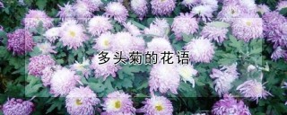 多头菊的花语,第1图