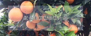 红公主柑橘品种介绍,第1图