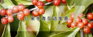 红果冬青花语寓意,第1图