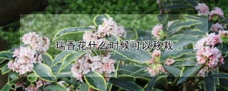 瑞香花什么时候可以移栽,第1图