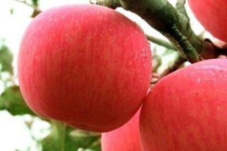 苹果怎么种植方法,第2图