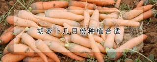 胡萝卜几月份种植合适,第1图