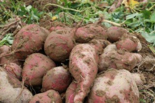 番薯种植方法,第2图