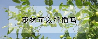 枣树可以扦插吗,第1图