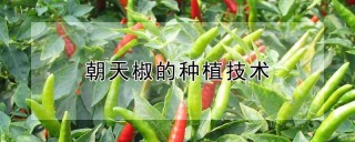 朝天椒的种植技术,第1图