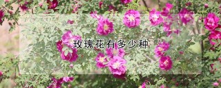 玫瑰花有多少种,第1图