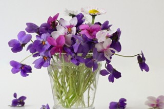 紫罗兰花放在家里好吗,第3图