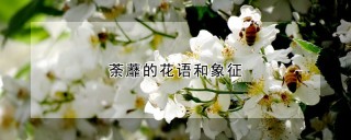 荼蘼的花语和象征,第1图