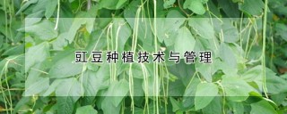 豇豆种植技术与管理,第1图