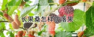 长果桑怎样防落果,第1图