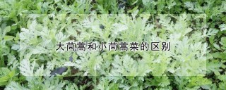 大茼蒿和小茼蒿菜的区别,第1图