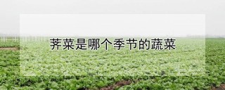 荠菜是哪个季节的蔬菜,第1图