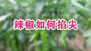 辣椒如何掐尖,第1图