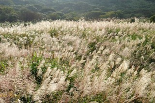 菅芒花与芦苇的区别,第2图