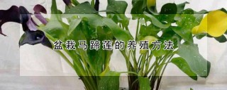 盆栽马蹄莲的养殖方法,第1图