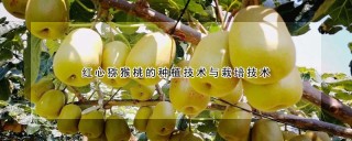 红心猕猴桃的种植技术与栽培技术,第1图