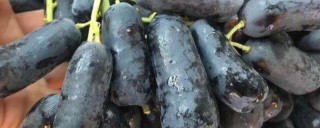 蓝宝石葡萄可以露天种植吗,第1图
