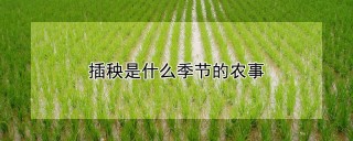 插秧是什么季节的农事,第1图