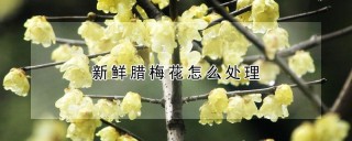 新鲜腊梅花怎么处理,第1图