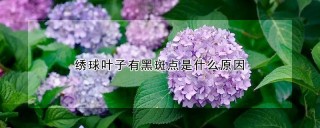 绣球叶子有黑斑点是什么原因,第1图