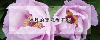 牡丹的寓意和花语,第1图