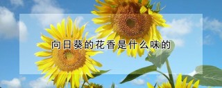 向日葵的花香是什么味的,第1图