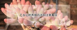 乙女心的养殖方法和注意事项,第1图