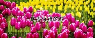 代表优雅的花,第1图