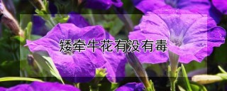 矮牵牛花有没有毒,第1图