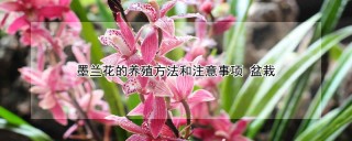 墨兰花的养殖方法和注意事项 盆栽,第1图