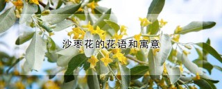 沙枣花的花语和寓意,第1图