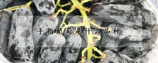 手指葡萄是什么品种,第1图