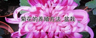 菊花的养殖方法 盆栽,第1图