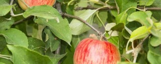 苹果树夏季修剪方法,第1图