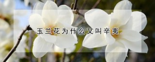 玉兰花为什么又叫辛夷,第1图