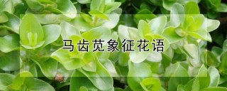 马齿苋象征花语,第1图