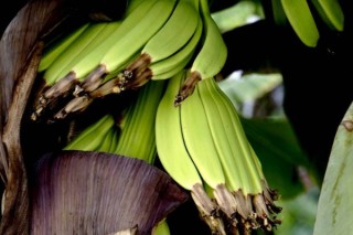 香蕉产自哪里,第2图