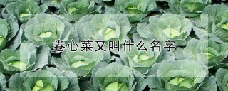 卷心菜又叫什么名字,第1图