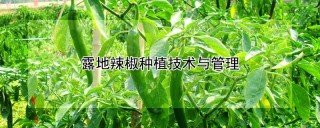 露地辣椒种植技术与管理,第1图